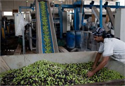 Egypt Plans to Plant 100 Million Olive Trees by 2022